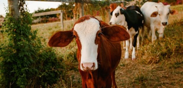 Boumatic révèle ses innovations robotiques pour l’élevage laitier